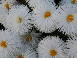 Lots of white flowers