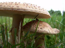 mushrooms with big hats in the autumn forest