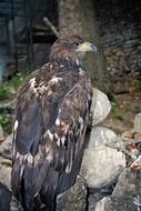 wild eagle stands on a rock