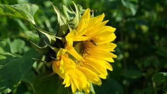 bee sits on a sunflower field