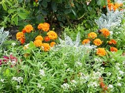 beautiful flowers on the flowerbed in the park