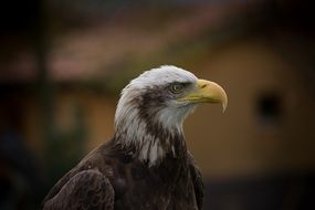 lordly eagle portrait