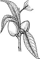 Black and white graphic image of a almond branch with leaves