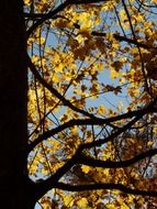 mountain maple tree in autumn