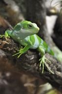 Green fiji iguana