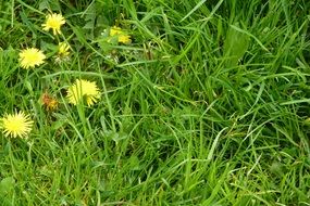 yellow green dandelion meadow