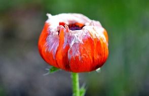 gorgeous tulip flower at blurred background