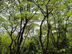 rainforest in indonesia