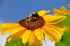 insect on a bright sunflower on a clear sunny day