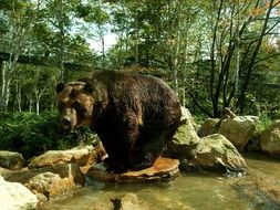 Bear in Hokkaido, Japan