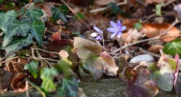 forest floor ground