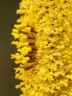 inflorescence of yellow tubular flowers