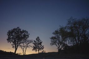 trees silhouettes at evening sunset