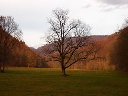 lonely tree on the background of the golden forest