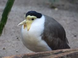 a bird with white and gray feathers sits on a stone