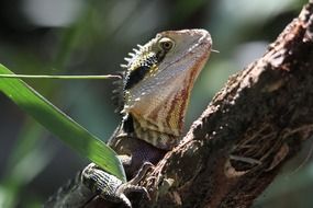 lizard on a branch