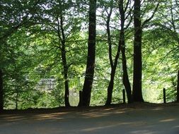 parking near the forest lake