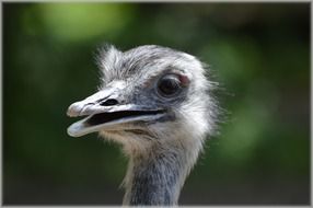 gray ostrich head closeup