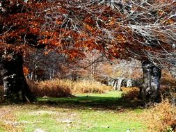 Autumn trees in a green meadow