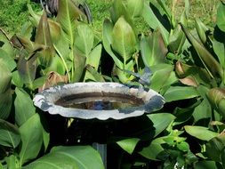 Birdbath on the plants