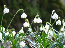 white flowers in the woods in spring