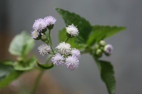 needle white flower