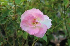 pink flower bloom in the garden