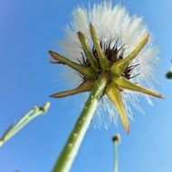 bottom view of a fluffy plant