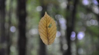 Autumn leaf on a blurred background