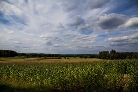 agricultural field in sunny summer day