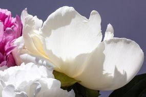 cute peony bouquet close-up