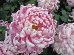 purple chrysanthemum plant