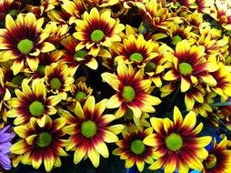 Bushes of yellow flowers