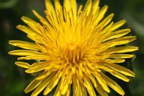 flower macro shot