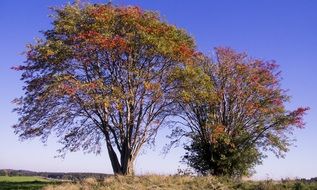 Autumn trees near the trail