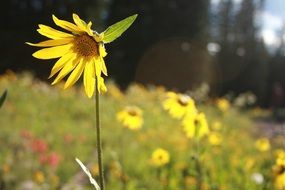 yellow flower on a picturesque meadow