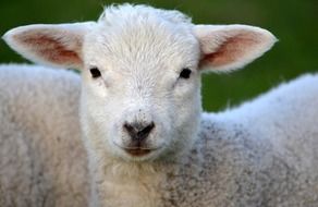 Lambs in spring