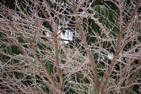 damaging frost on the trees