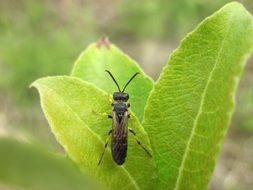black winged insect on a green leaf