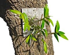 orchid plant on the tree