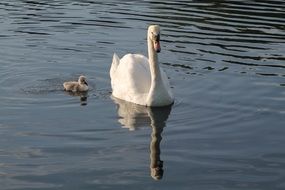 most beautiful swan birds