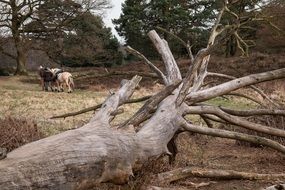 dead tree in countryside