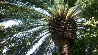 tropical palm tree in paradise