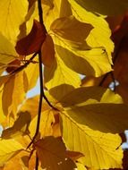 Beech leaves in autumn sunny day