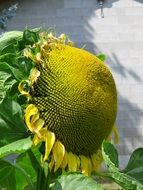 blooming sunflower