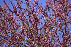 Purple flowers on the tree in spring