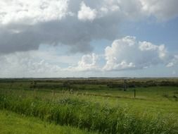 fluffy clouds in sky above meadow at summer