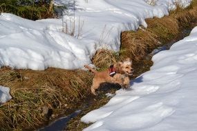 american cocker on snow