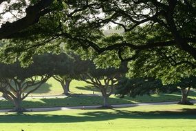 green trees in the park on a green meadow