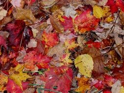 fall colorful leaves on the ground